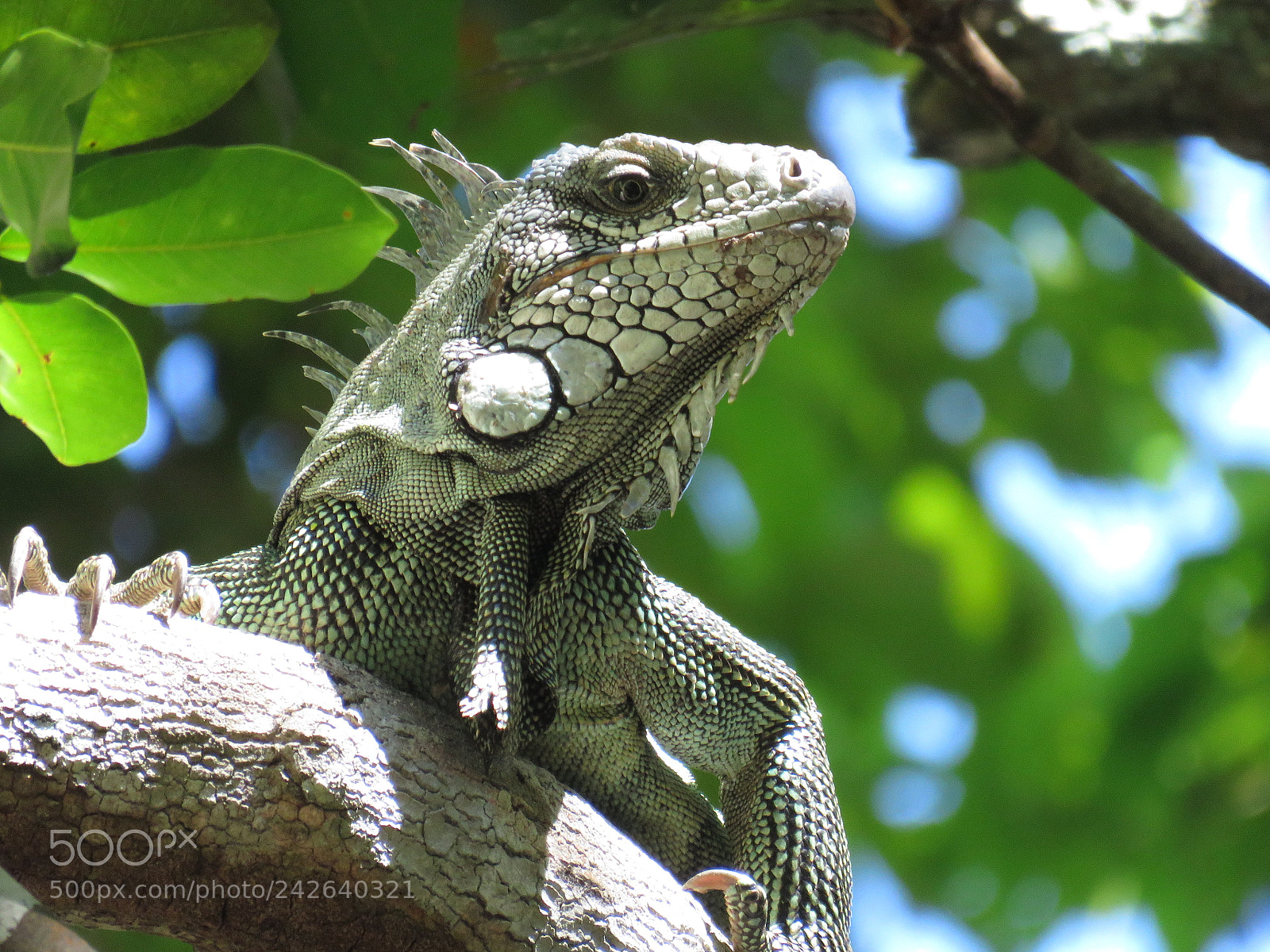 Canon PowerShot SX60 HS sample photo. [iguana] photography