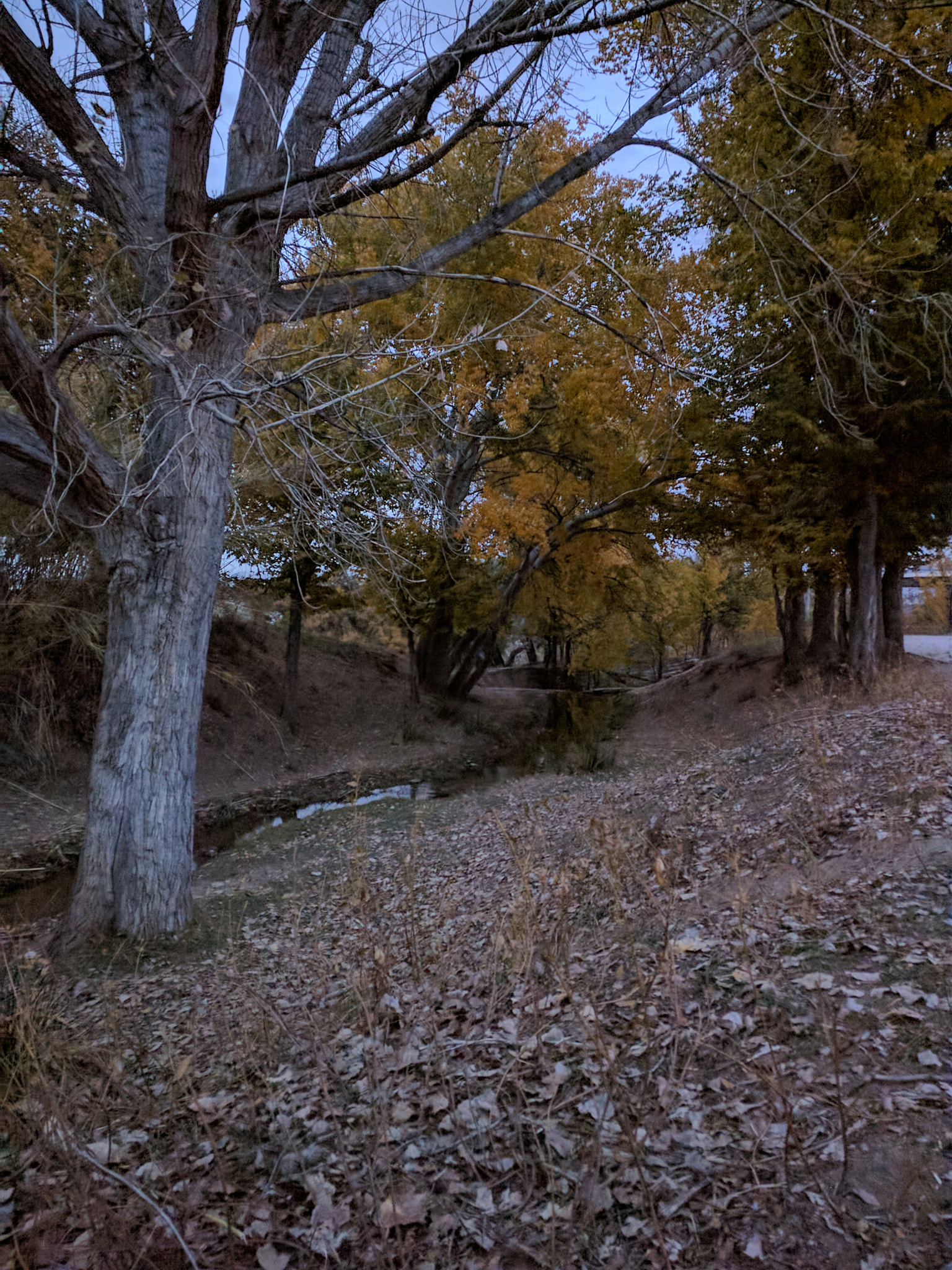 Motorola Nexus 6 sample photo. Autumn photography