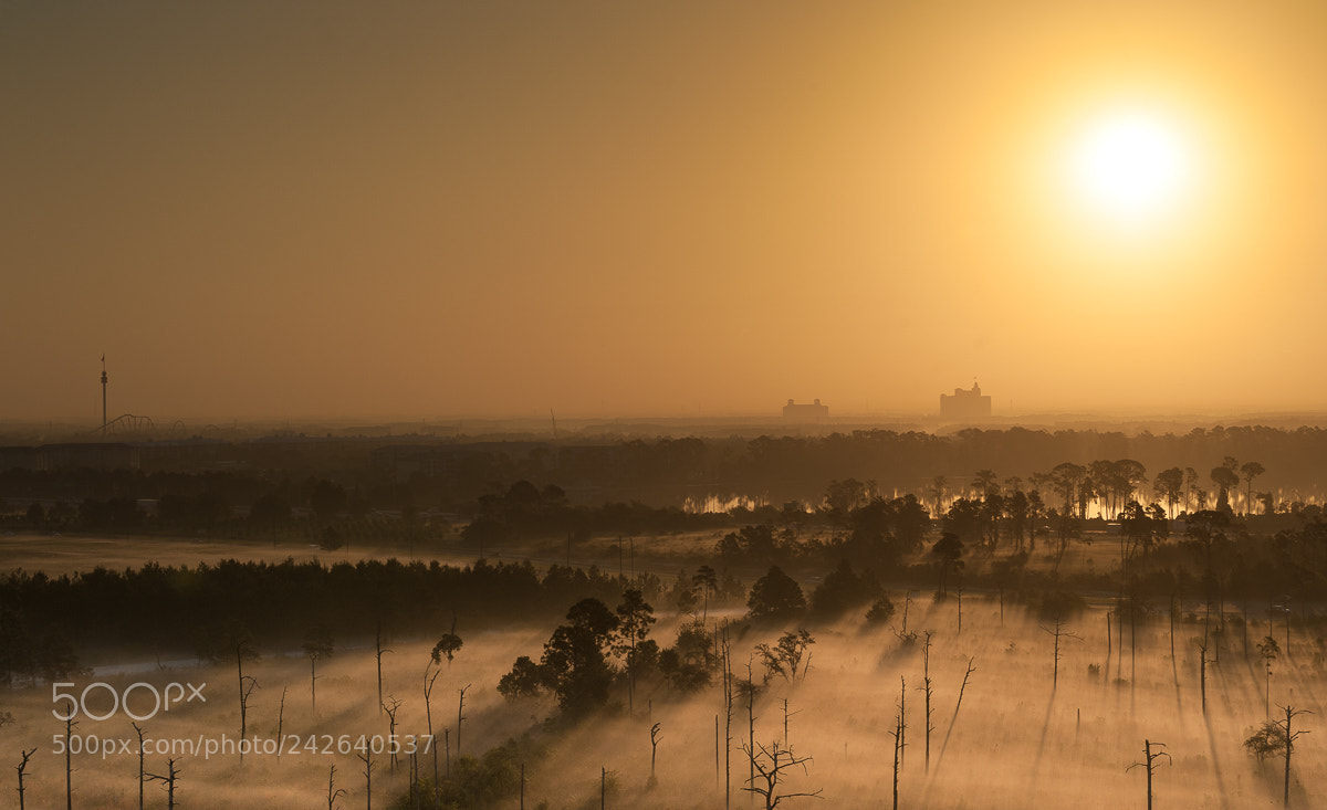 Nikon D700 sample photo. Good morning, florida! photography