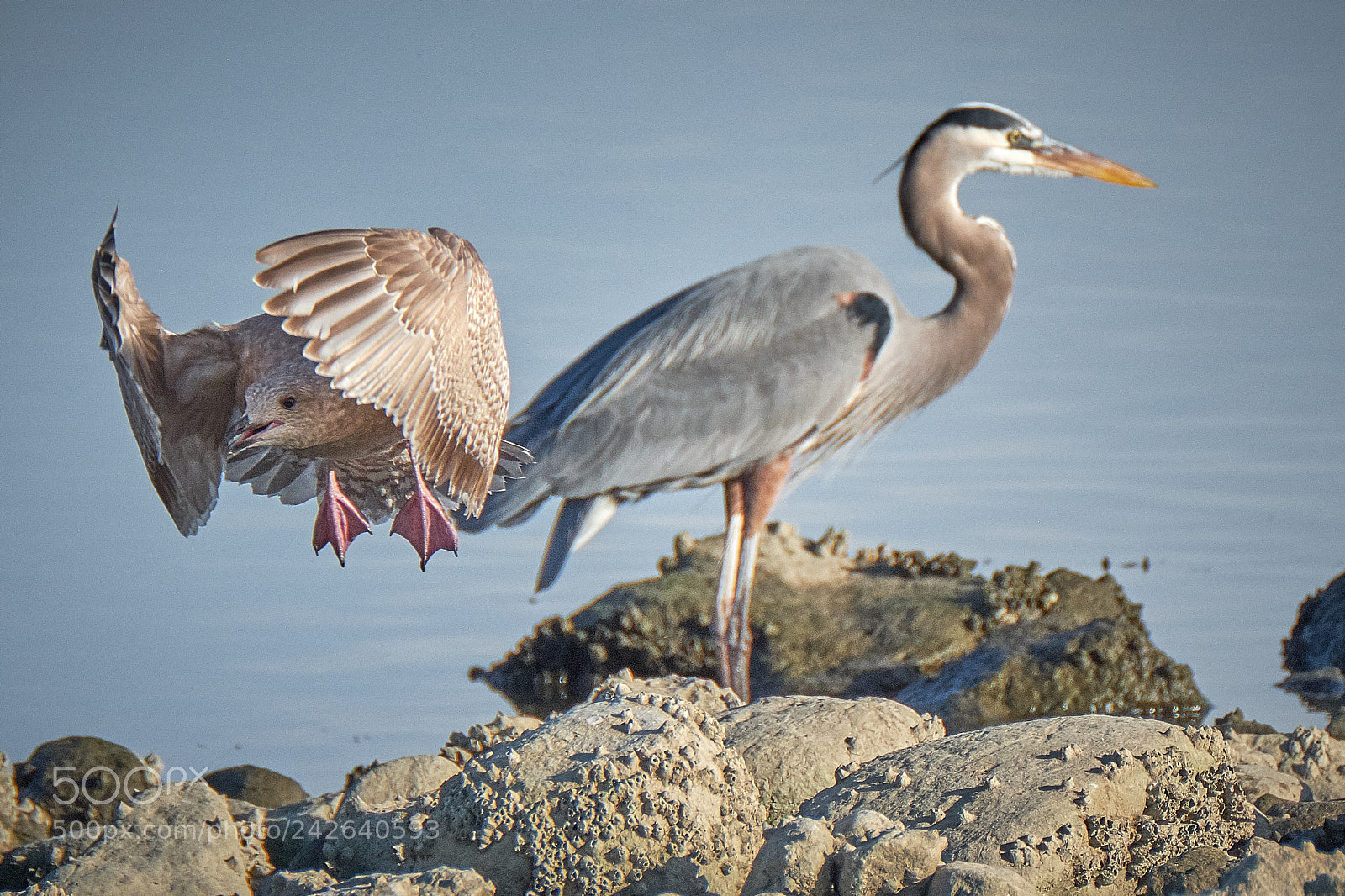 Fujifilm X-T2 sample photo. Malibu lagoon photography