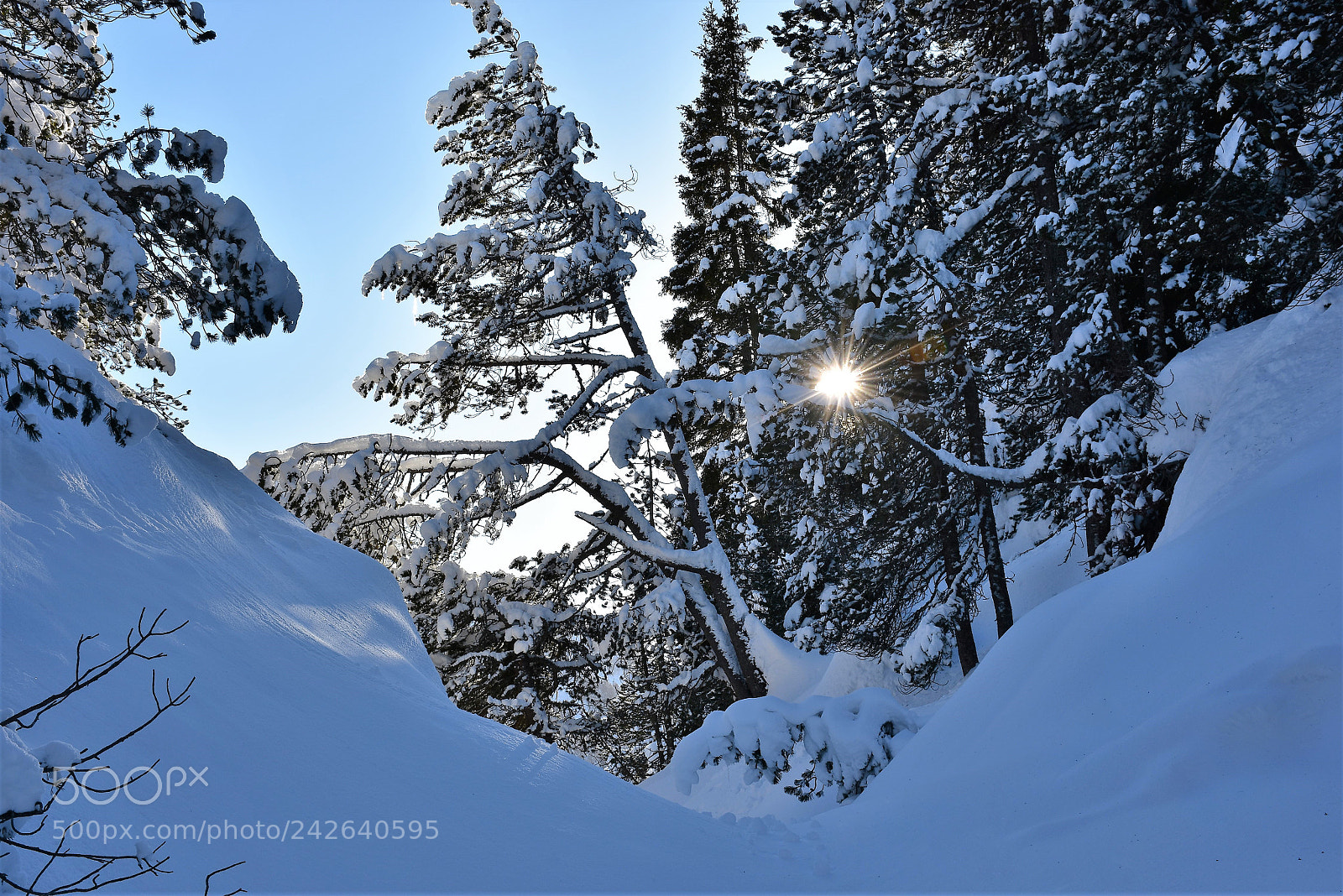 Nikon D7200 sample photo. Snowy wood photography