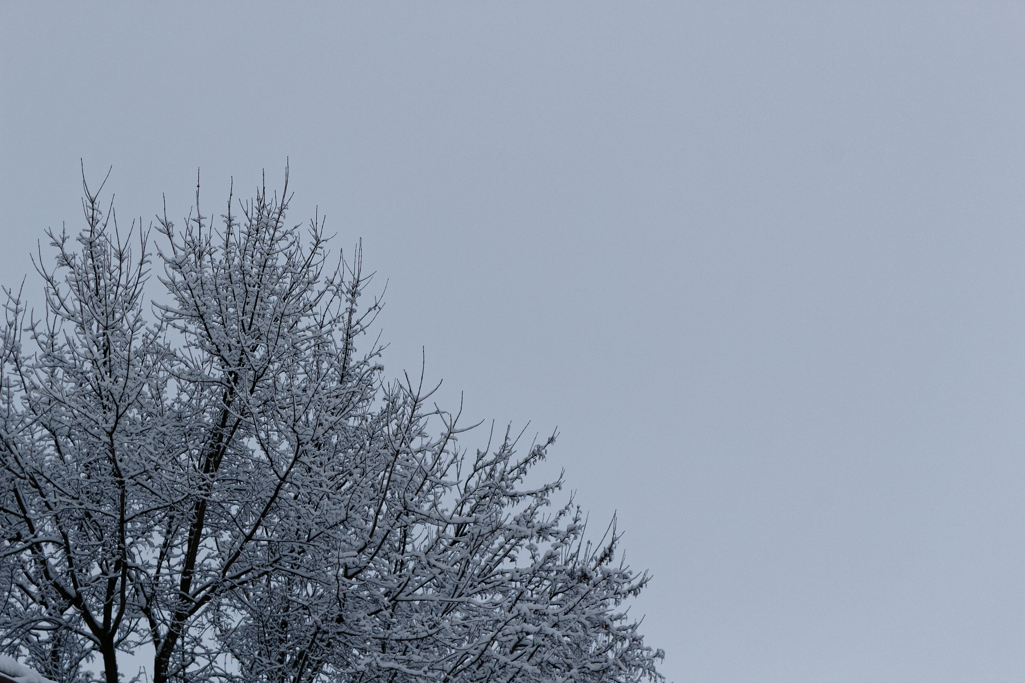 Canon EOS 100D (EOS Rebel SL1 / EOS Kiss X7) sample photo. Icing sugar photography