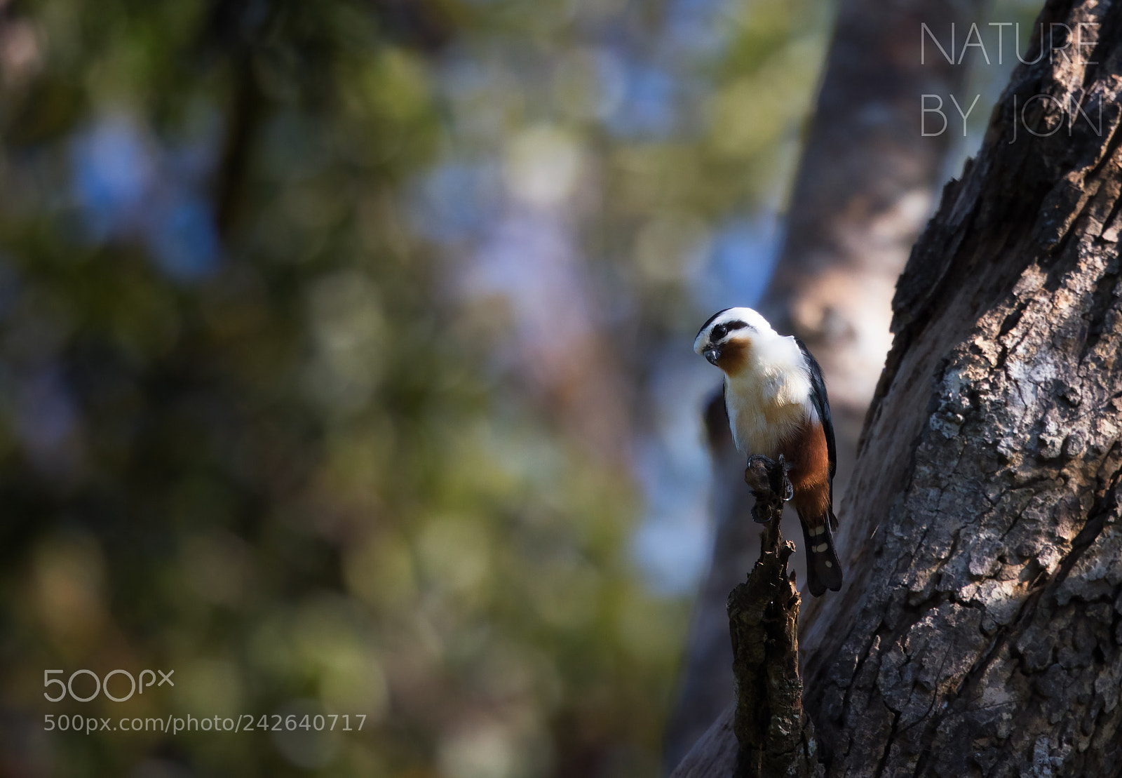 Canon EOS 7D Mark II sample photo. Collared falconet photography