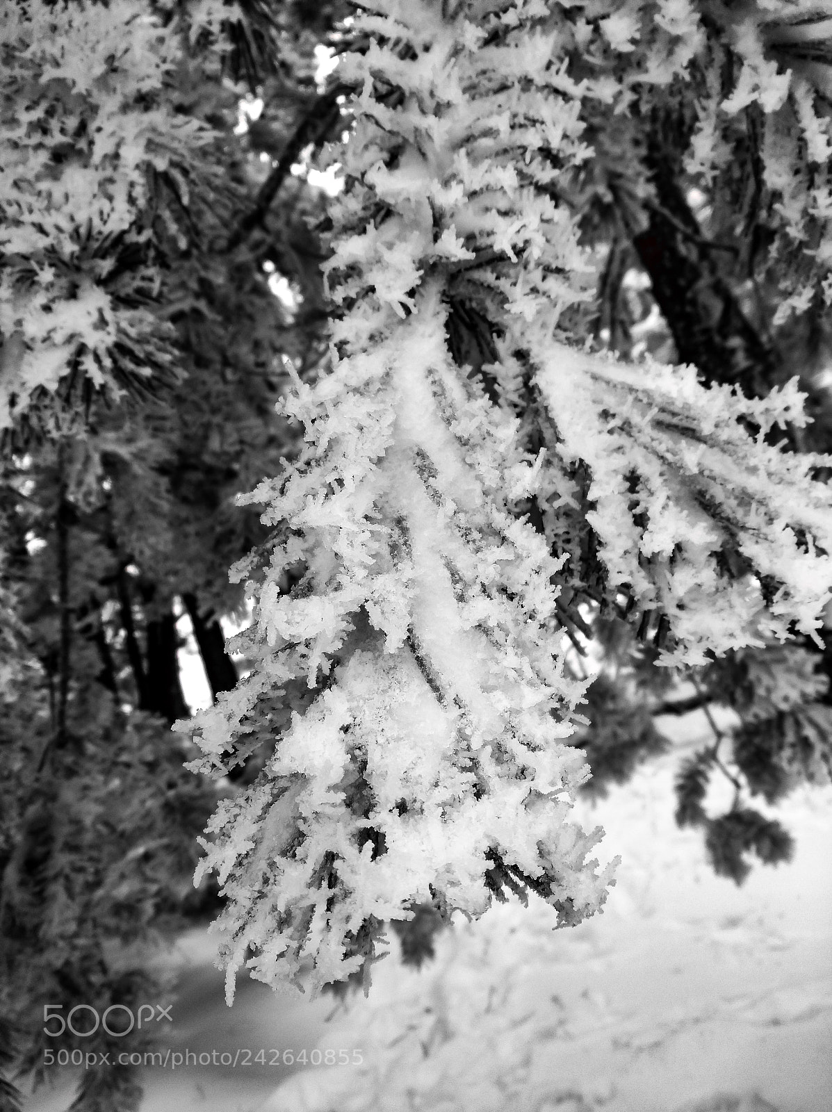 HUAWEI nova sample photo. Iced branches photography