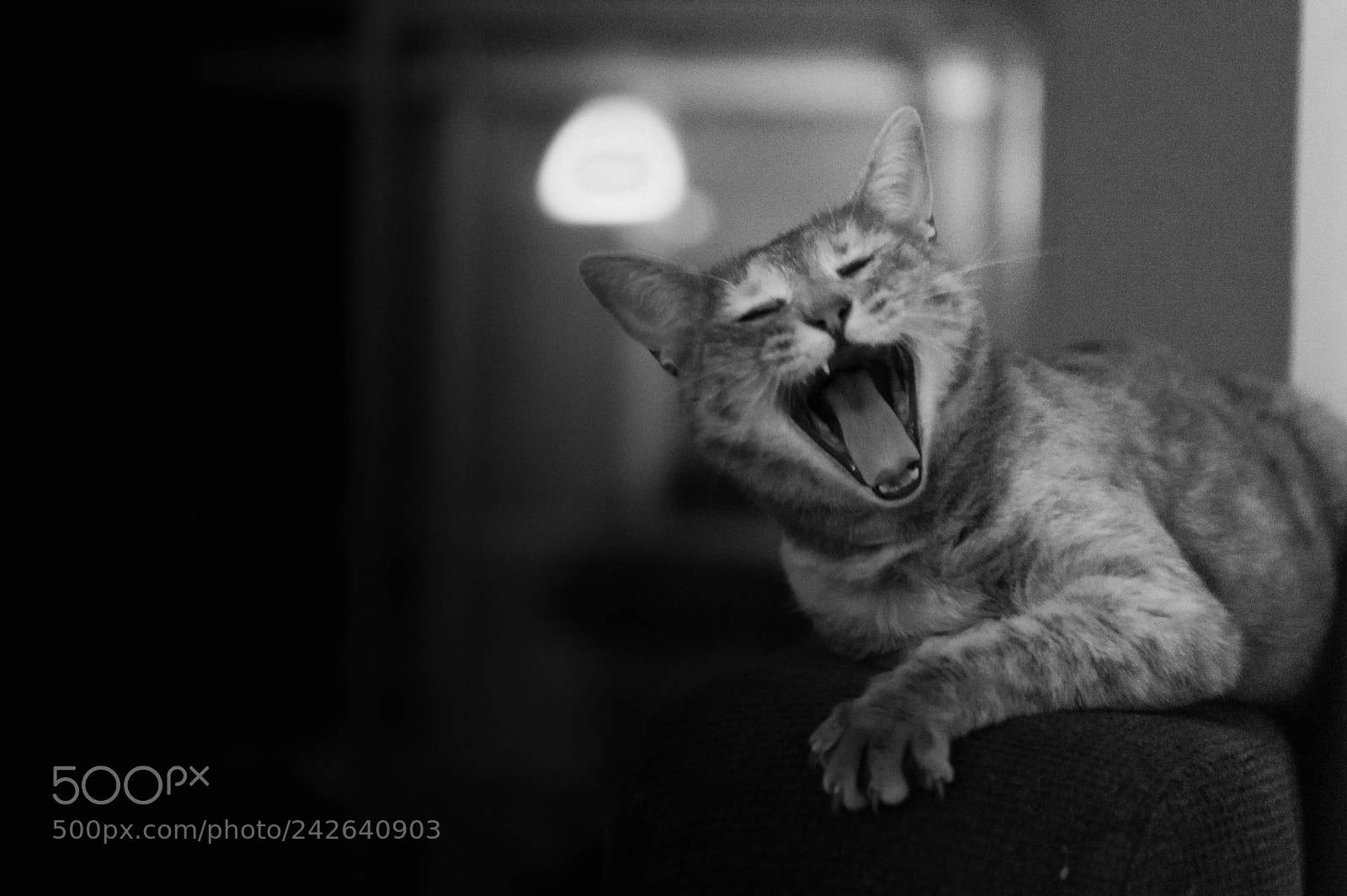 Nikon D3200 sample photo. Soft kitty photography