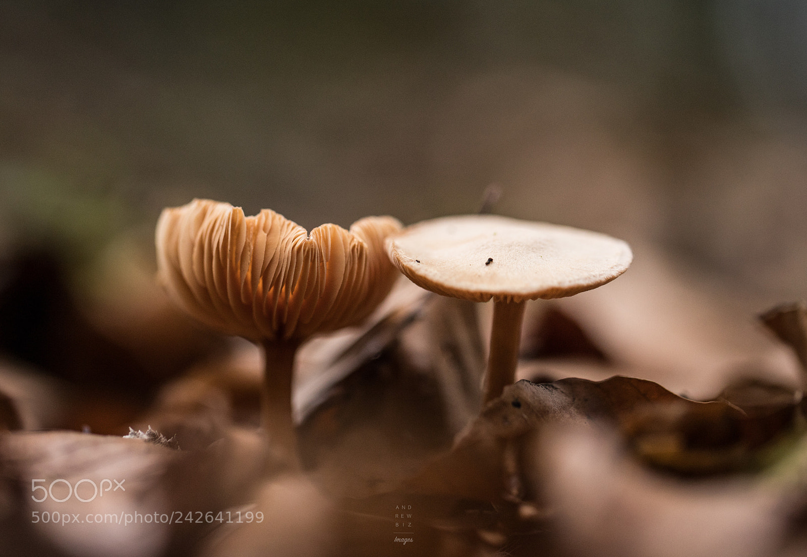 Canon EOS 6D Mark II sample photo. Brothers photography