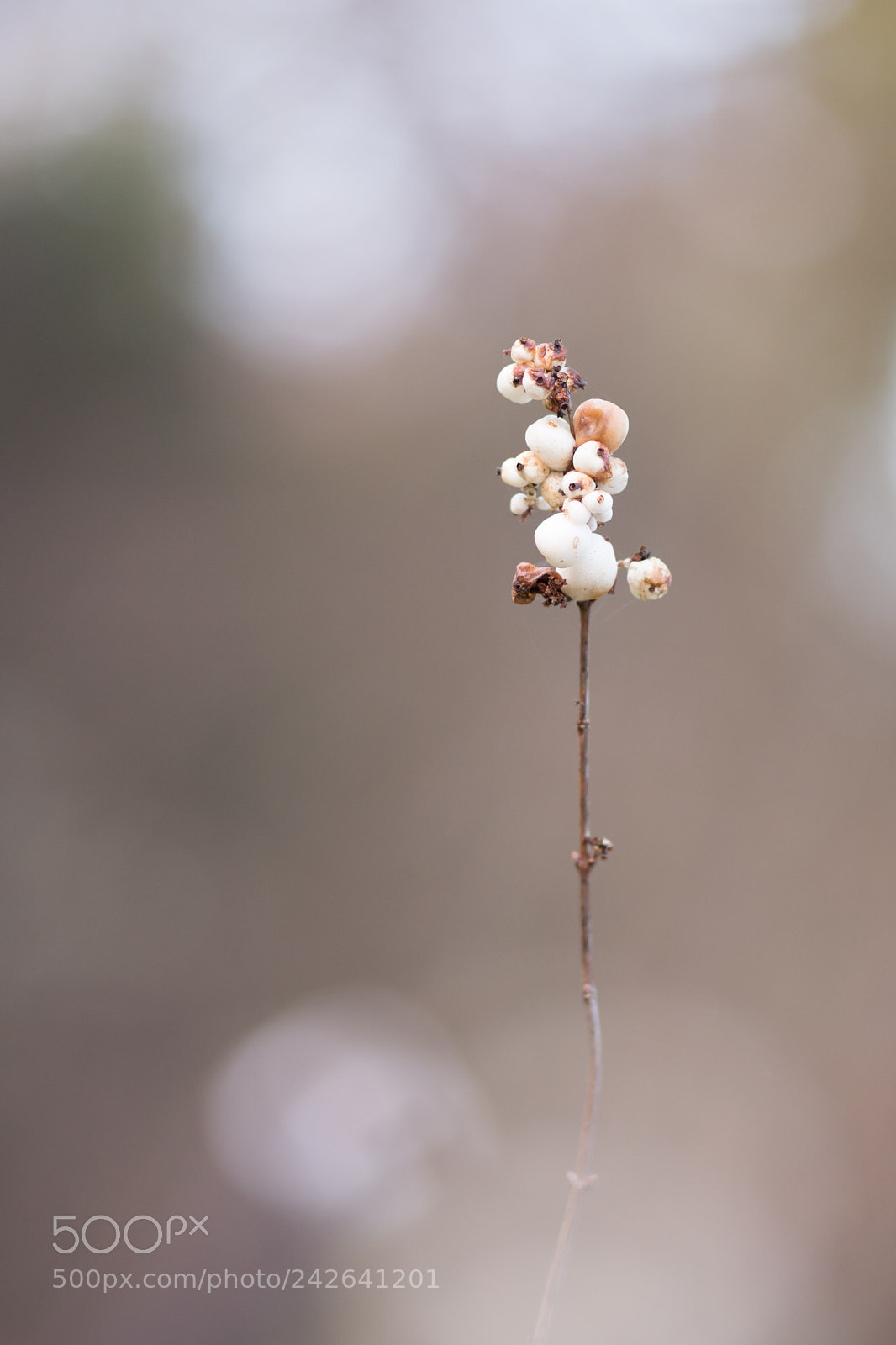 Sony a6500 sample photo. White berries photography