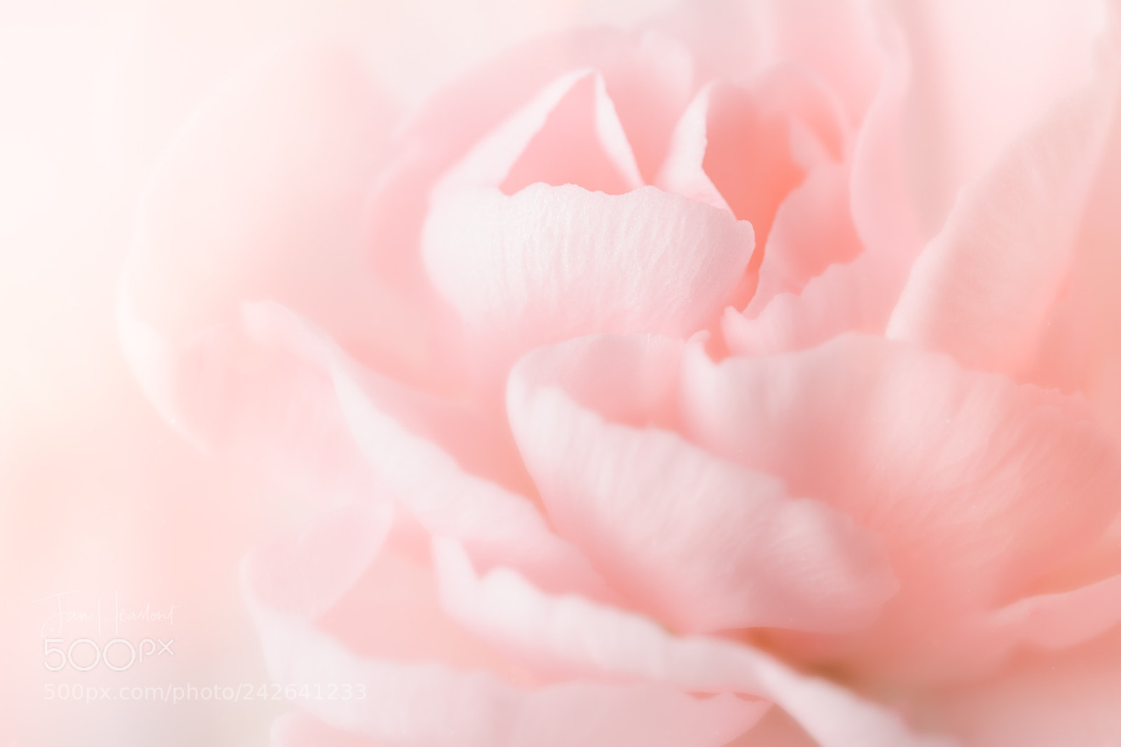 Nikon D7100 sample photo. Pale photography