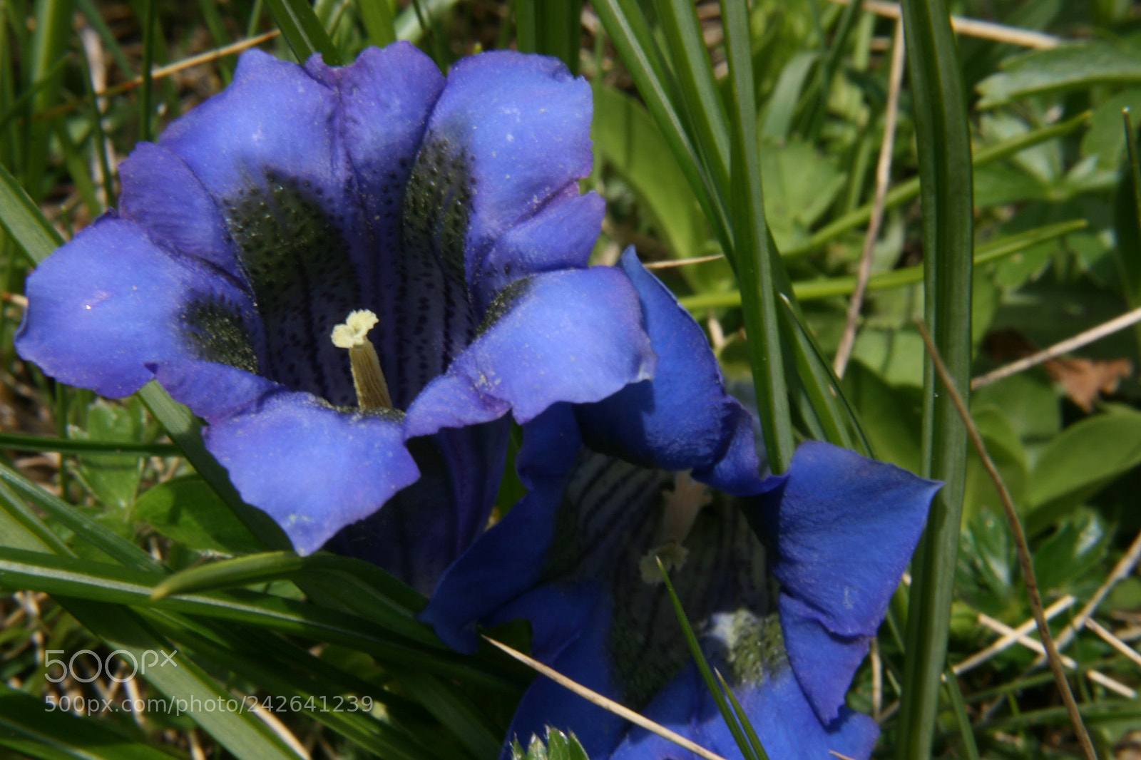 Canon EOS 400D (EOS Digital Rebel XTi / EOS Kiss Digital X) sample photo. Blue gentians are typical photography