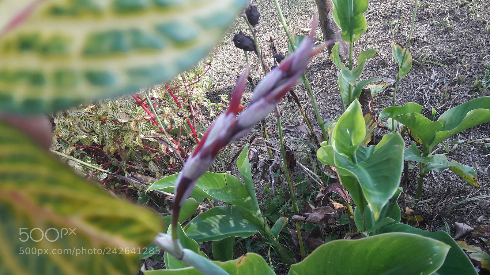 Samsung Galaxy A5(2016) sample photo. 20170530_164455.jpg photography