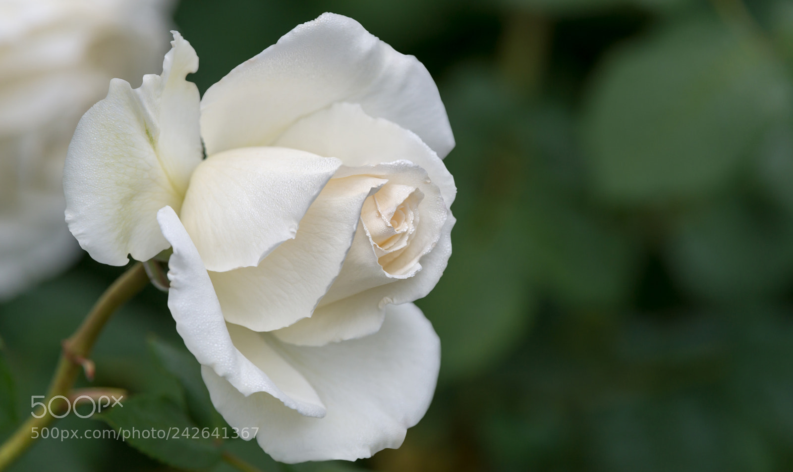 Nikon D800E sample photo. Tineke rose photography