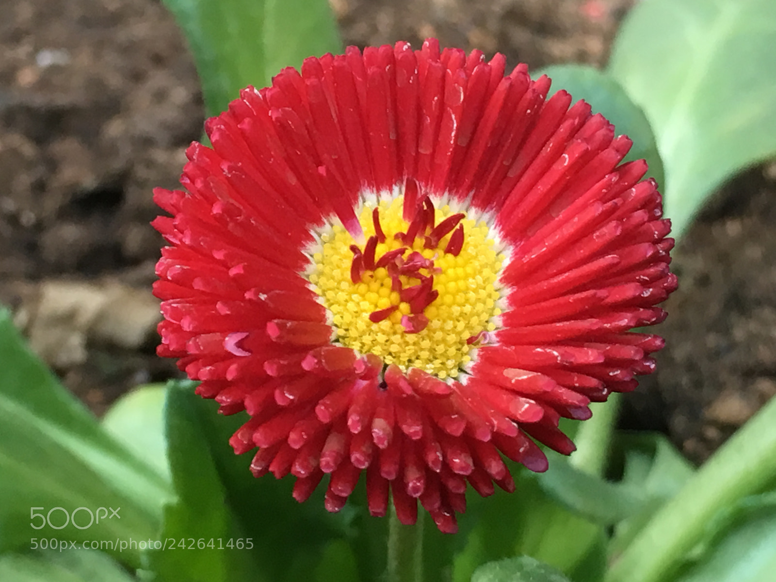 Apple iPhone 6s Plus sample photo. Winter2017 flowers photography