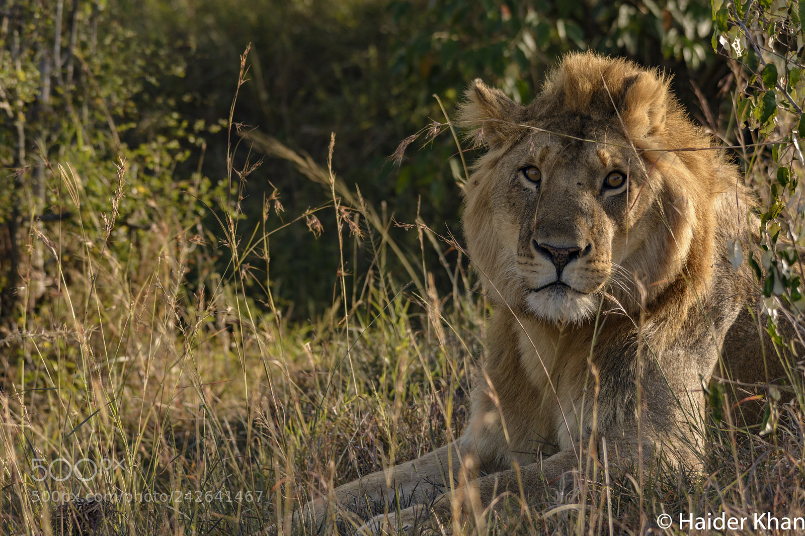Nikon D7100 sample photo. Lion king photography