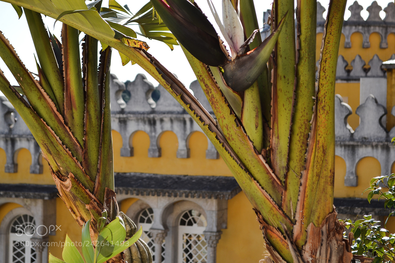 Nikon D3100 sample photo. Palazzo della pena. photography