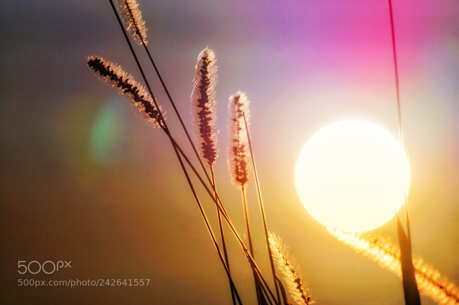 Sony SLT-A77 sample photo. Catching the sun photography