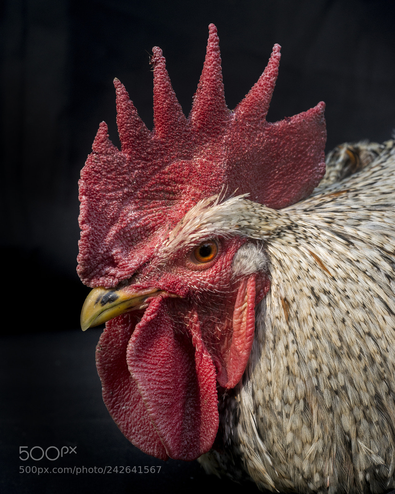 Nikon D800 sample photo. Lupillo the rooster photography