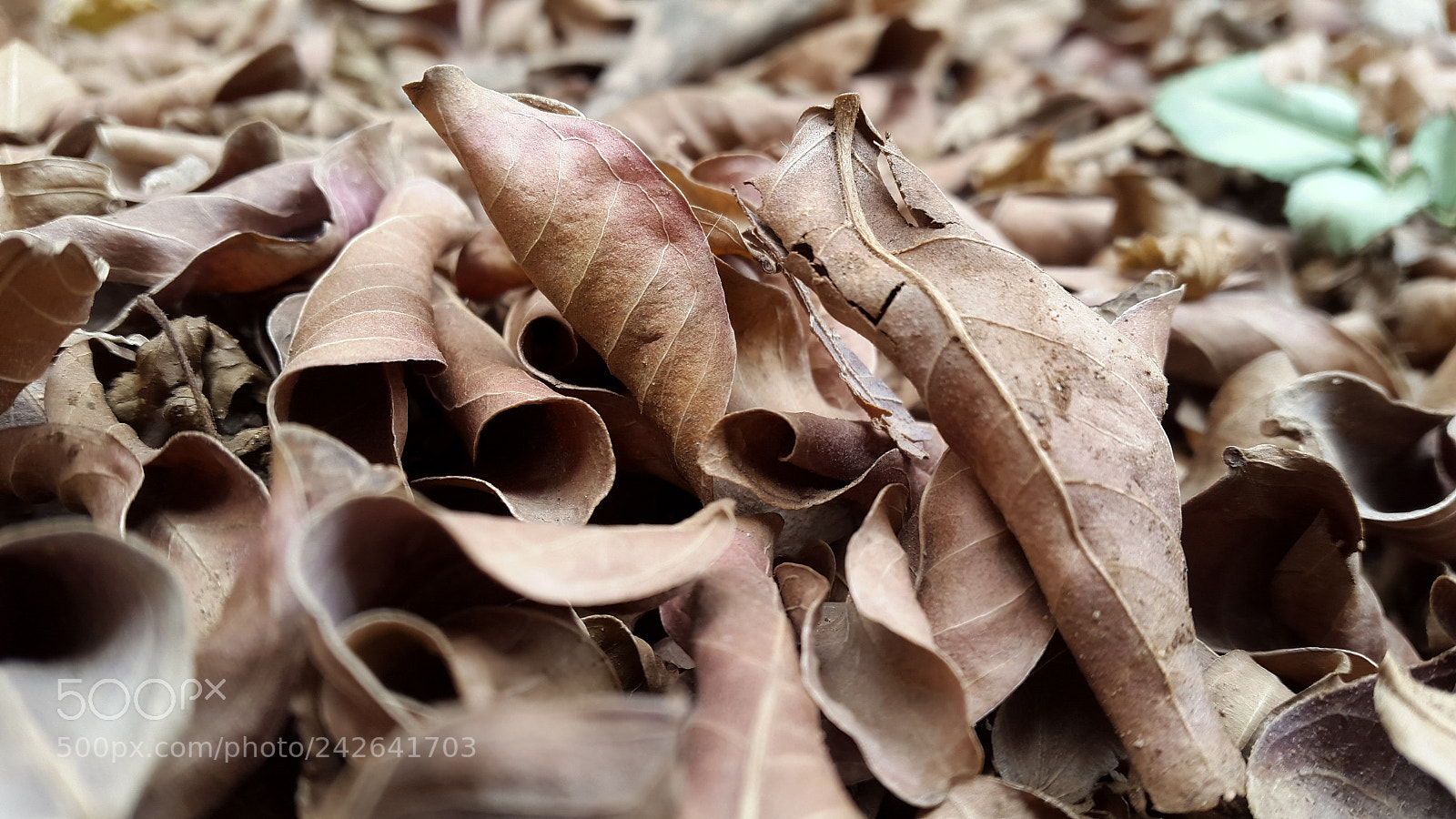 Samsung Galaxy S5 sample photo. Winter ii photography