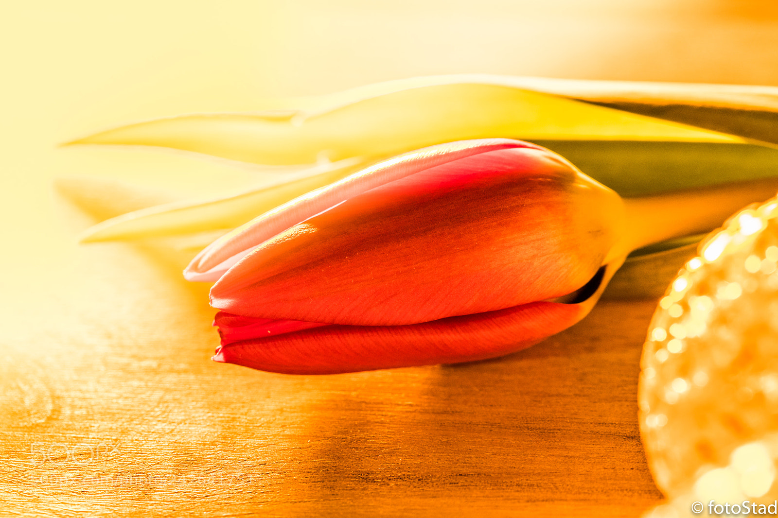 Canon EOS 6D Mark II sample photo. Red sunny tulip waiting photography