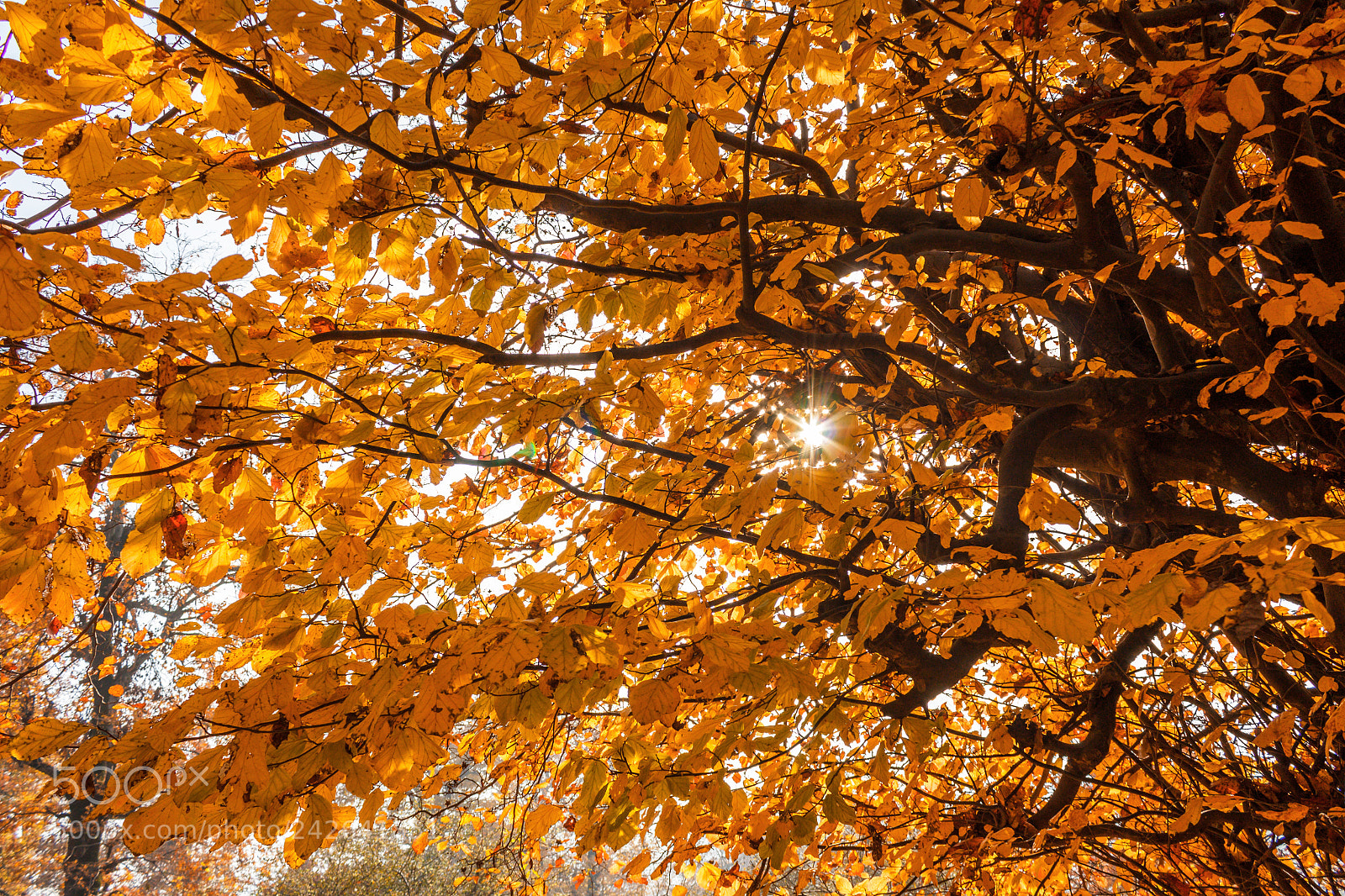 Canon EOS 1200D (EOS Rebel T5 / EOS Kiss X70 / EOS Hi) sample photo. Autumn leaves photography