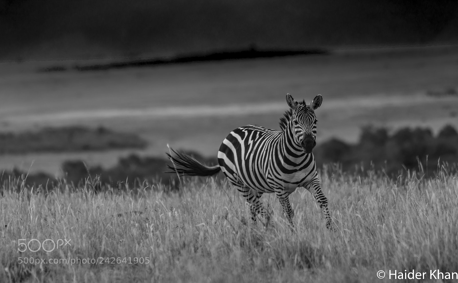Nikon D7100 sample photo. Zebra in motion photography