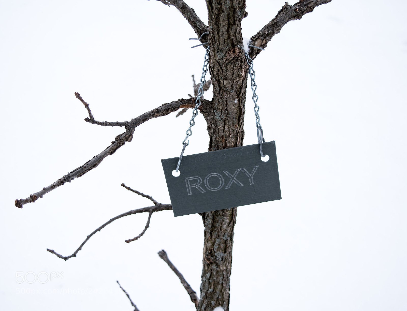 Nikon D5500 sample photo. Roxy the bur oak photography