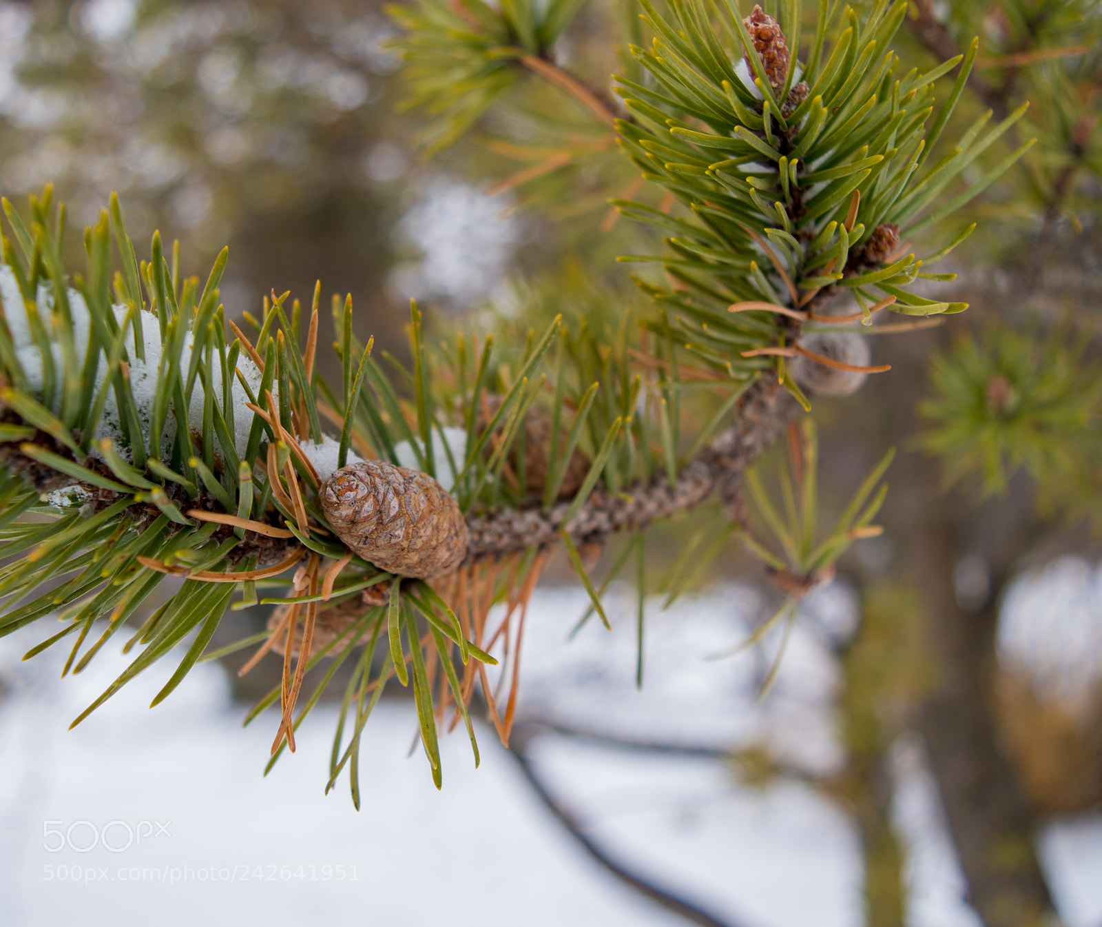 Nikon D5500 sample photo. Winter jack pine in photography