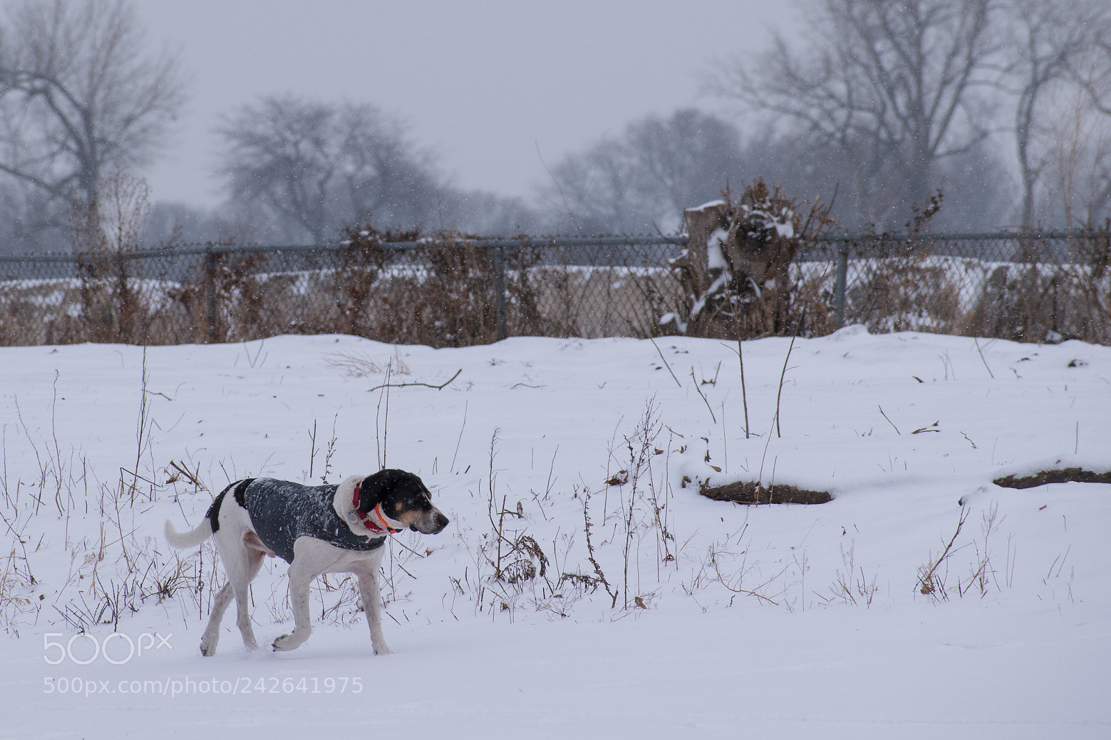Nikon D5500 sample photo. Snowy hunting in the photography