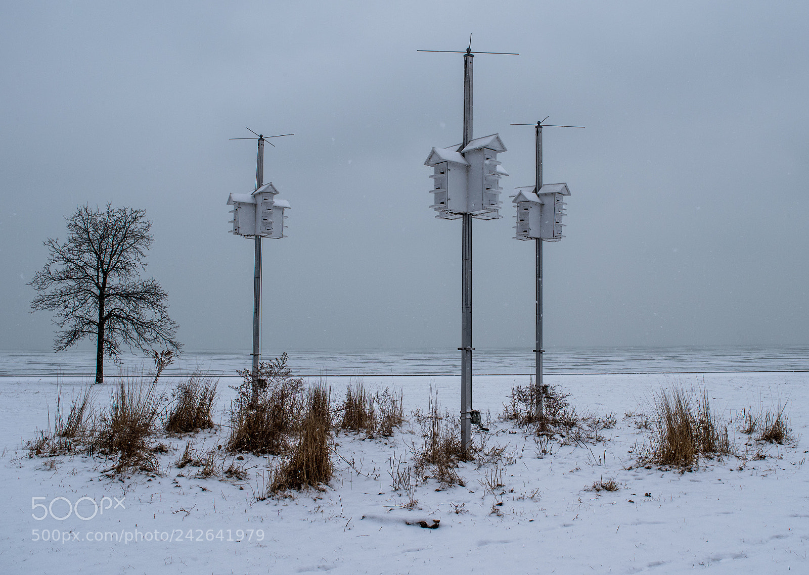 Nikon D5500 sample photo. Purple martin houses in photography