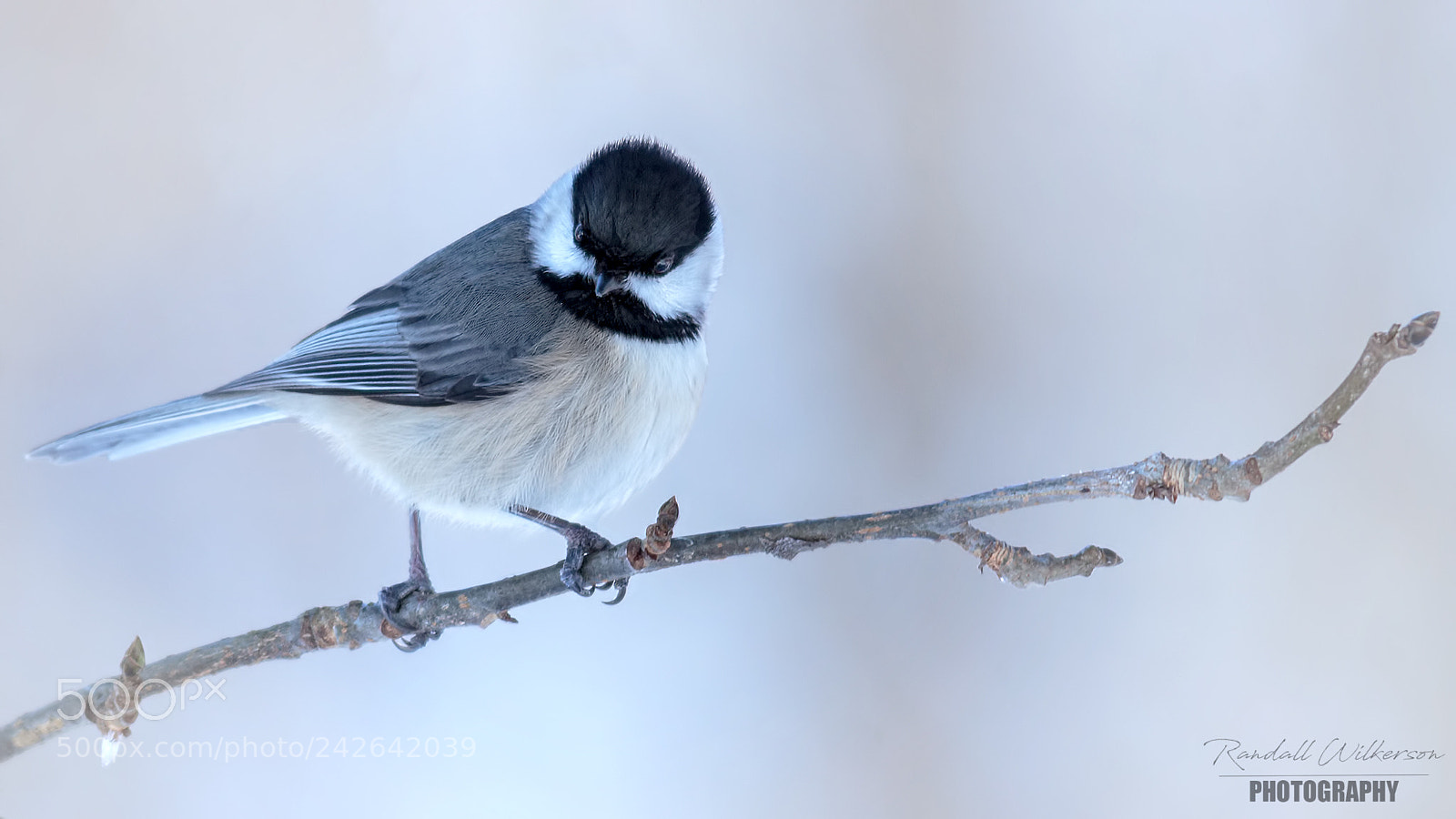 Canon EOS 60D sample photo. Carolina chickadee photography