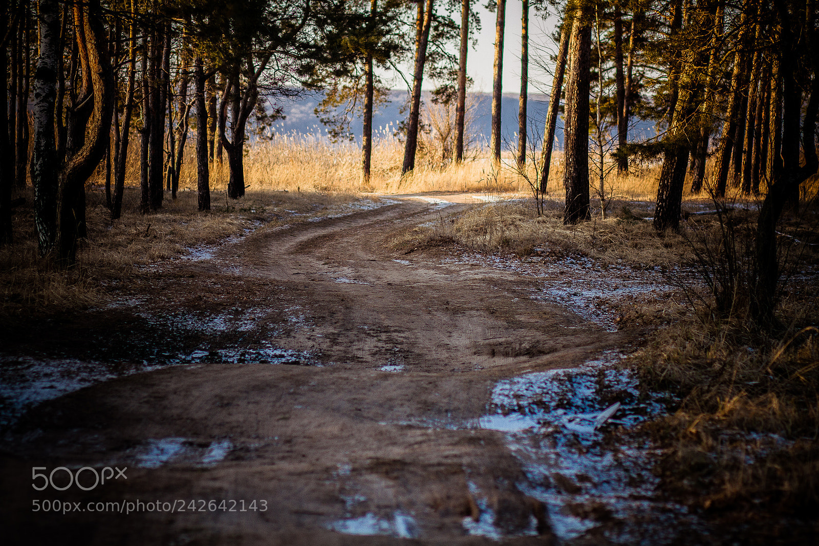 Canon EOS 7D sample photo. Forest road photography