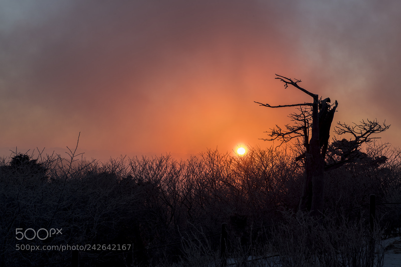 Nikon D5 sample photo. Sunrise of taebaec mountin! photography