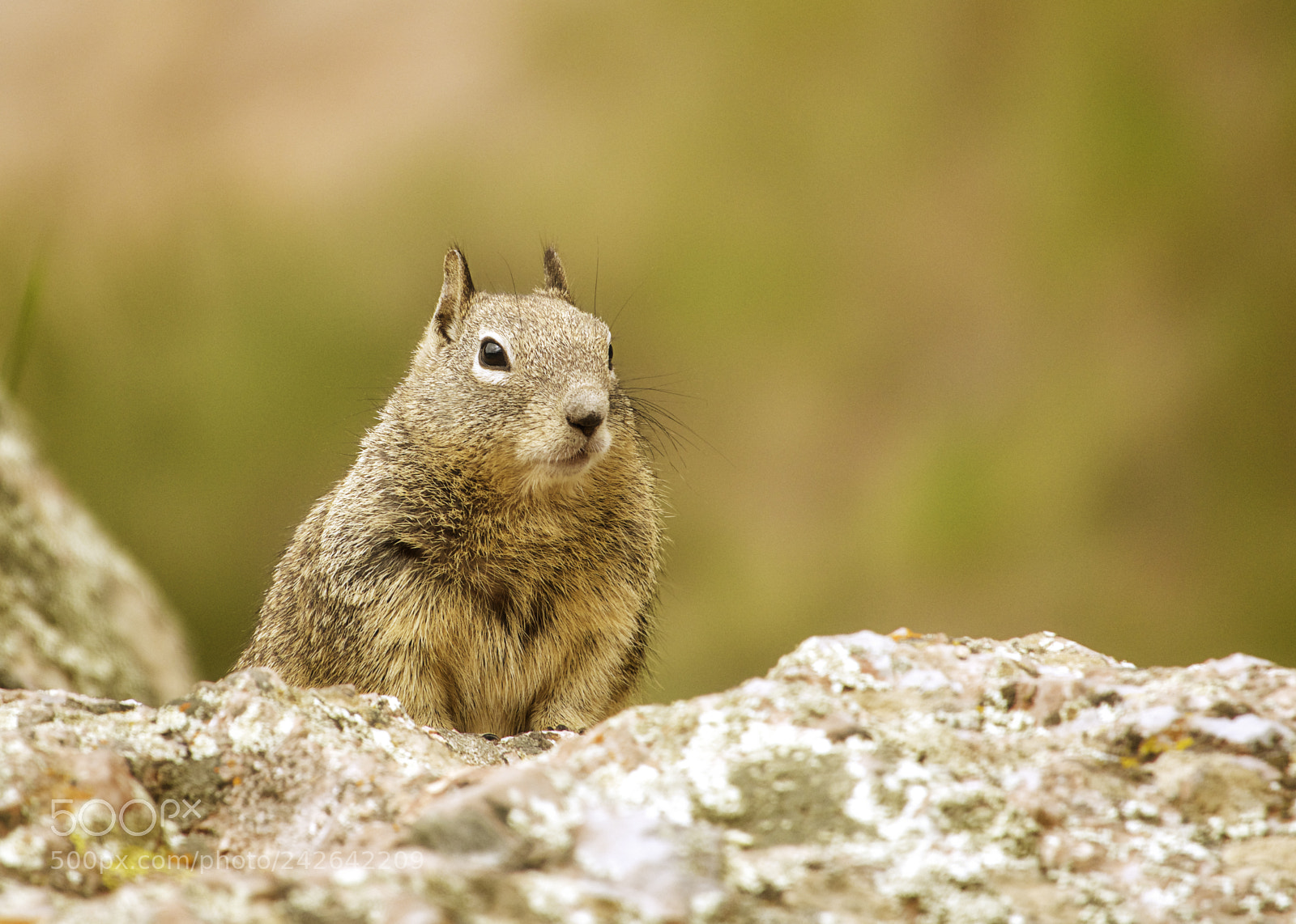 Sony Cyber-shot DSC-RX10 III sample photo. Squirrel! photography