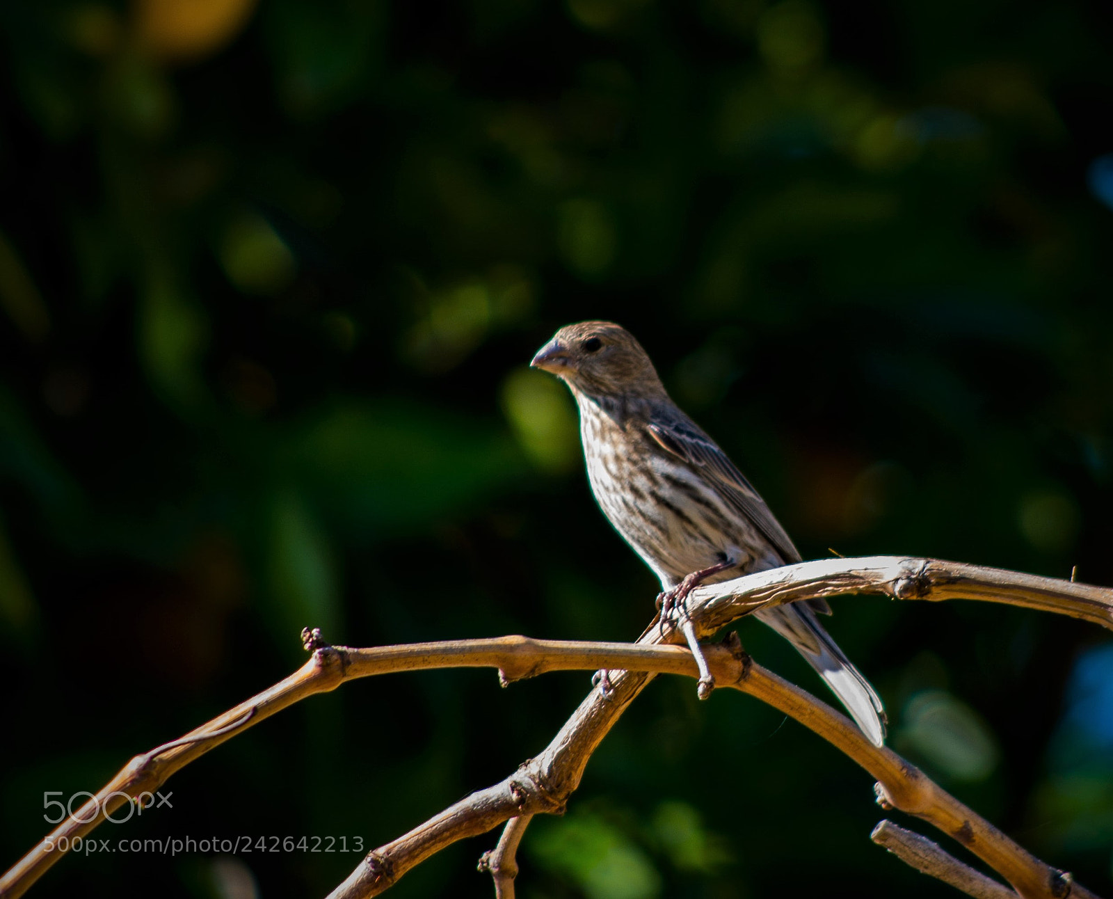 Pentax K-50 sample photo. House finch photography