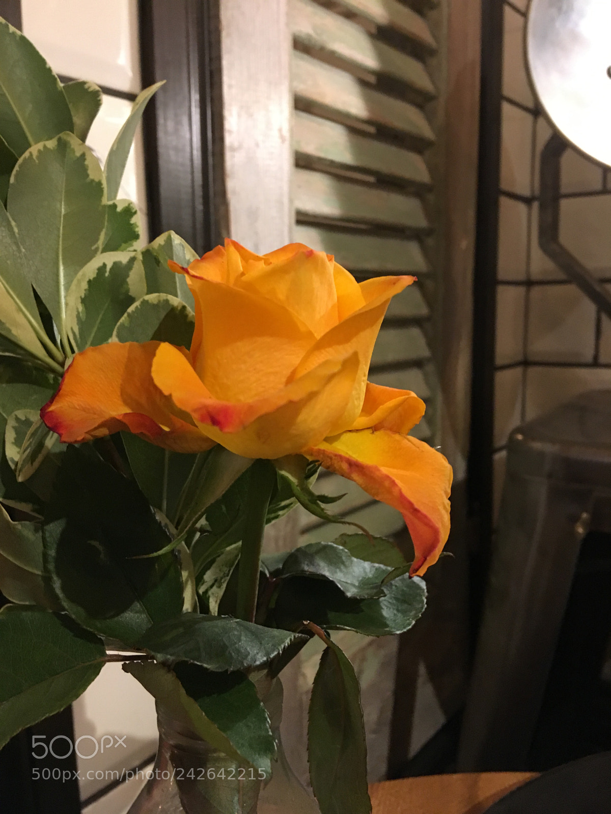 Apple iPhone SE sample photo. Untitled photography