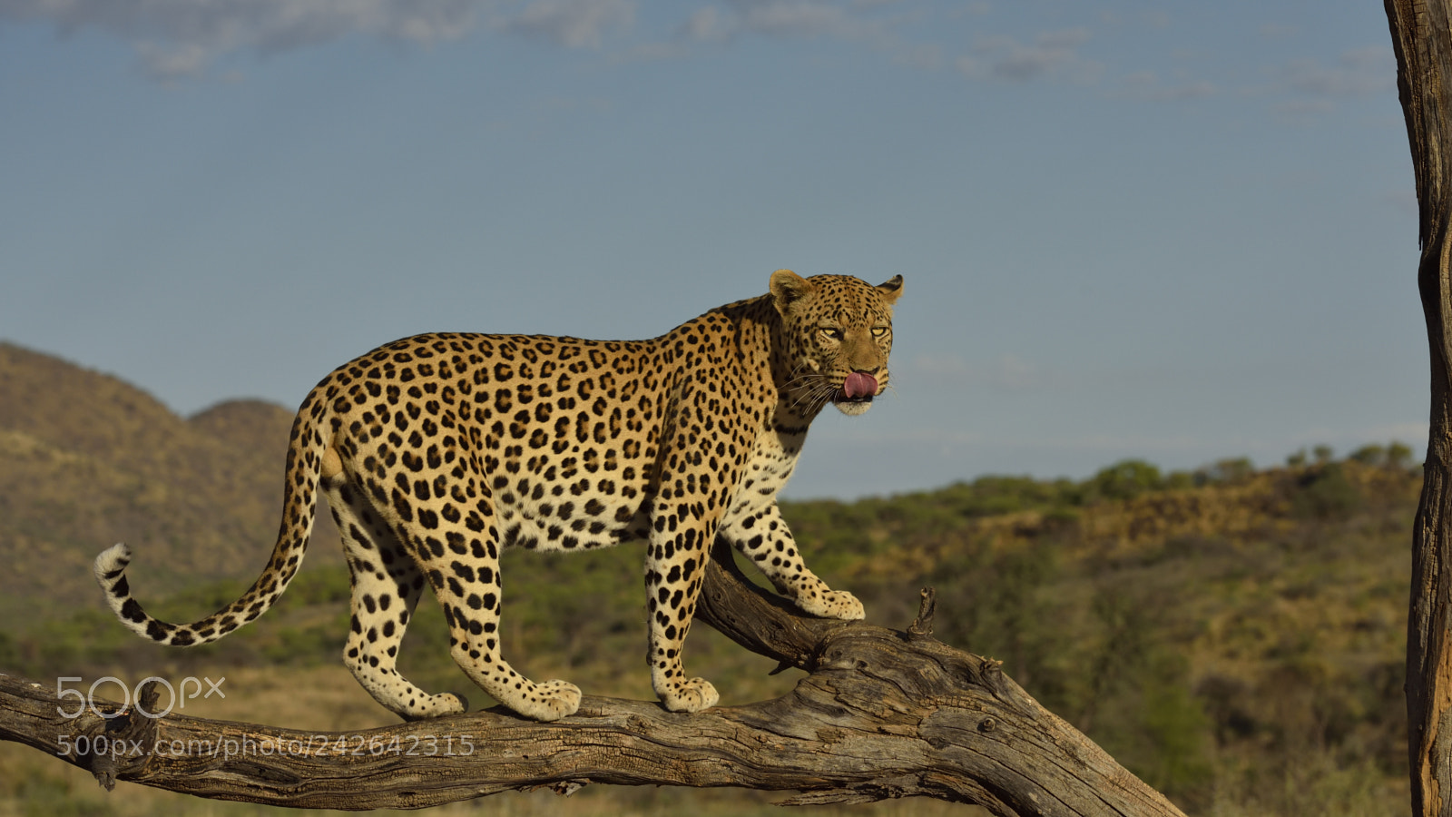 Nikon D810 sample photo. Leopard photography