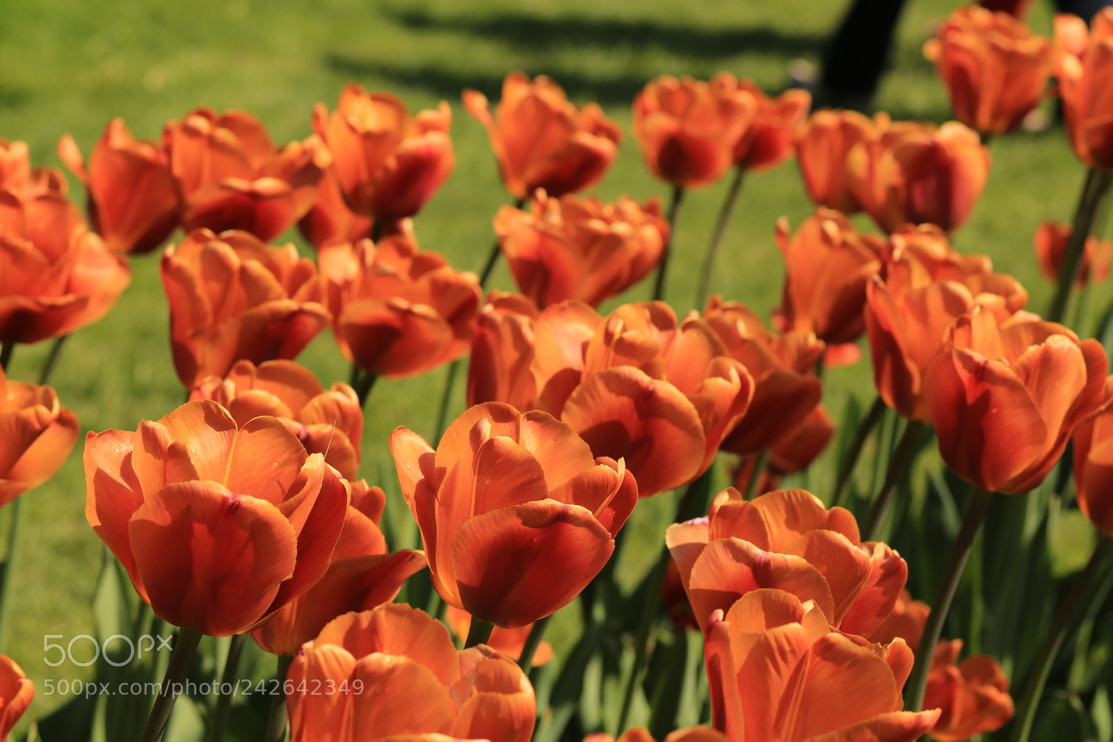 Canon EF 85mm F1.8 USM sample photo. Tulip 1 photography