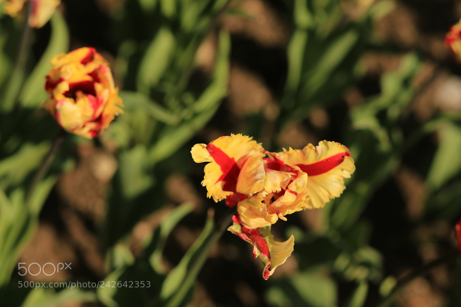 Canon EF 85mm F1.8 USM sample photo. Tulip 2 photography