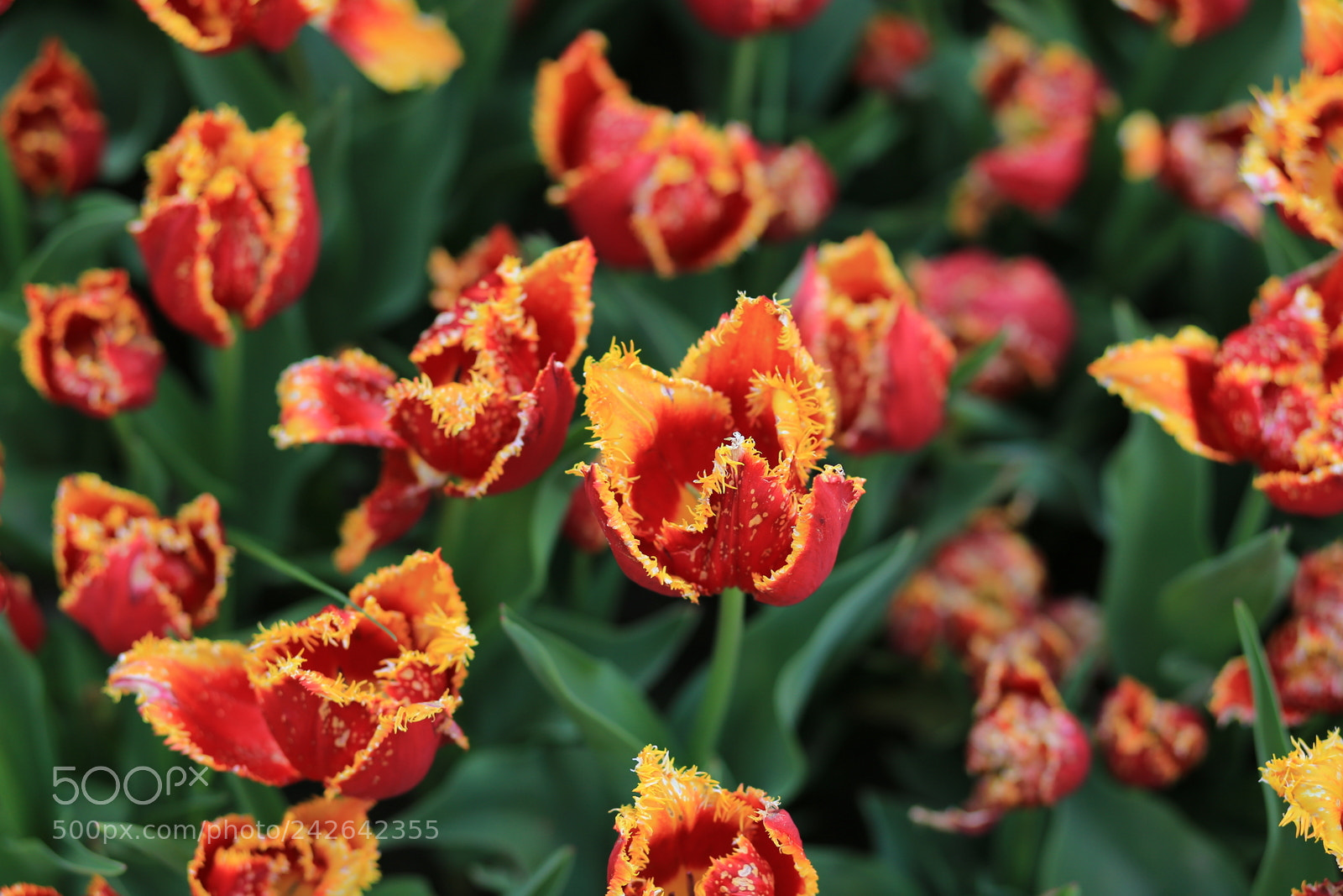 Canon EF 85mm F1.8 USM sample photo. Tulip 3 photography