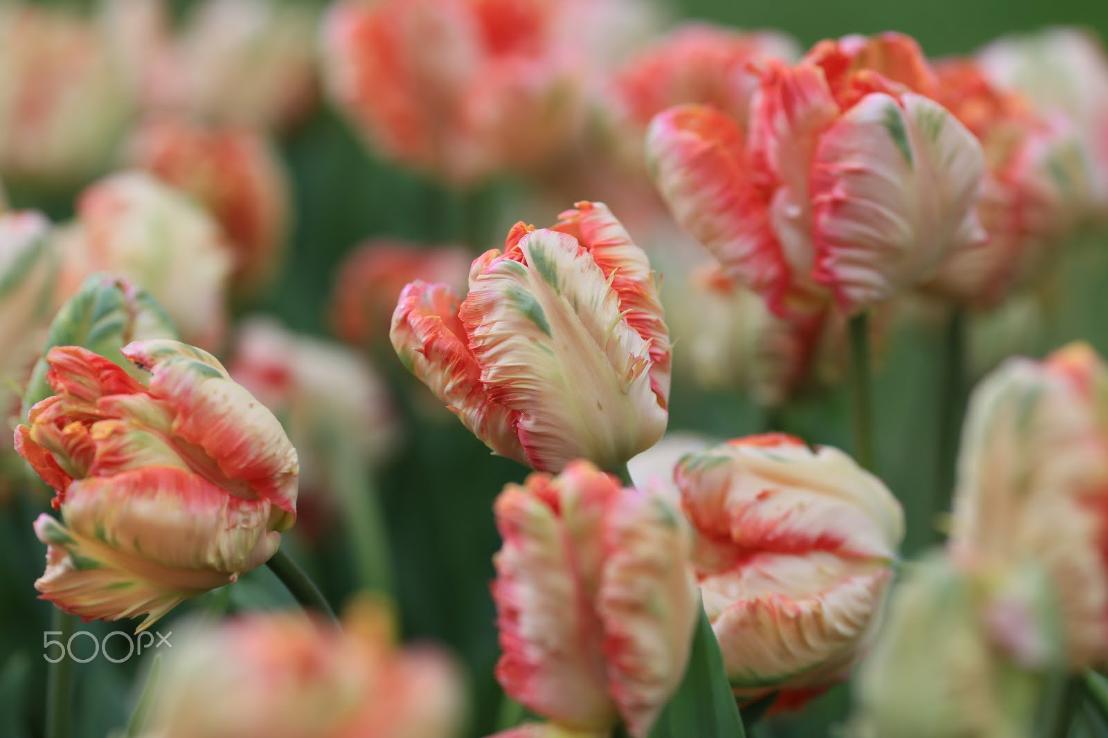 Canon EOS 6D sample photo. Tulip 4 photography