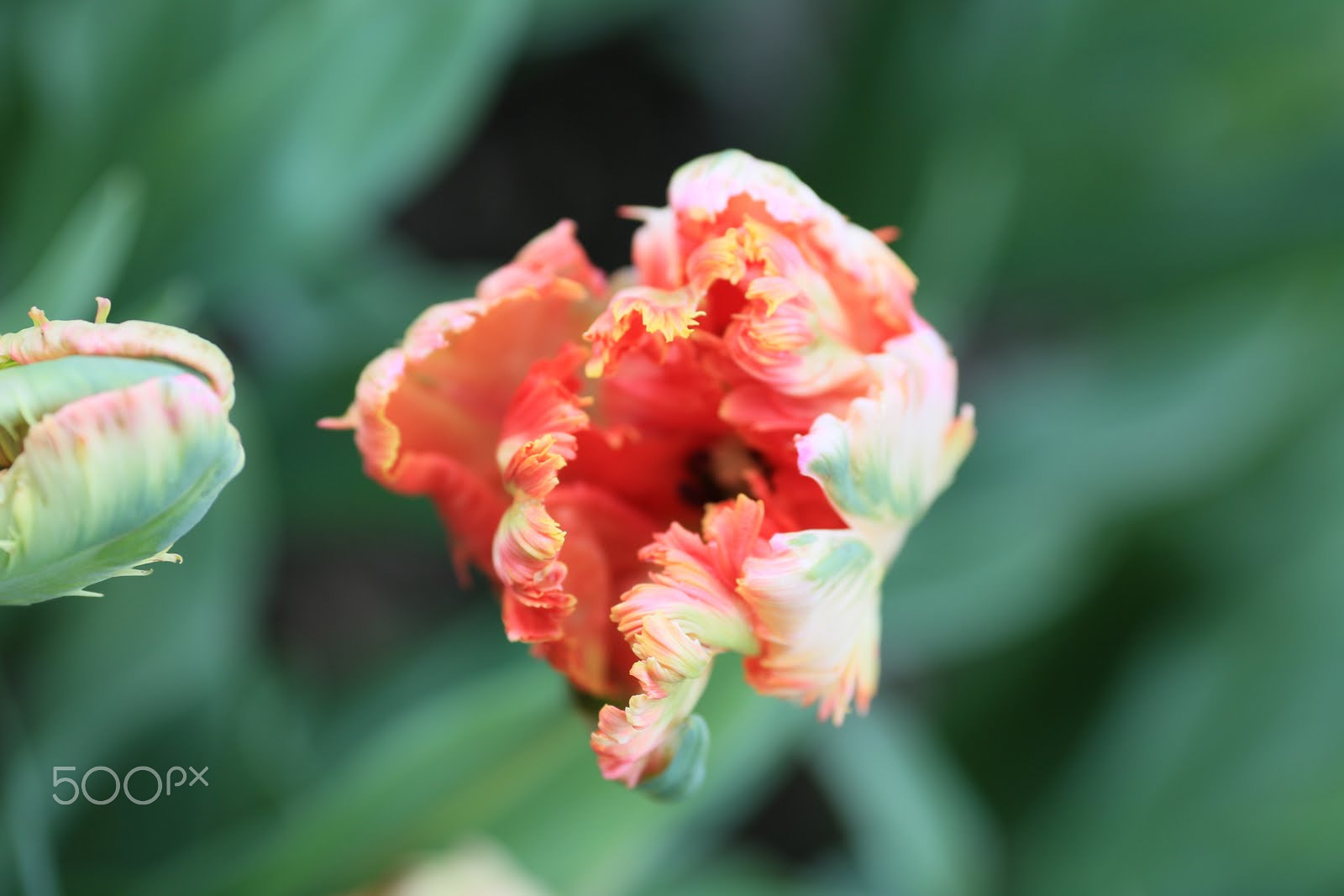 Canon EF 135mm F2L USM sample photo. Tulip 5 photography