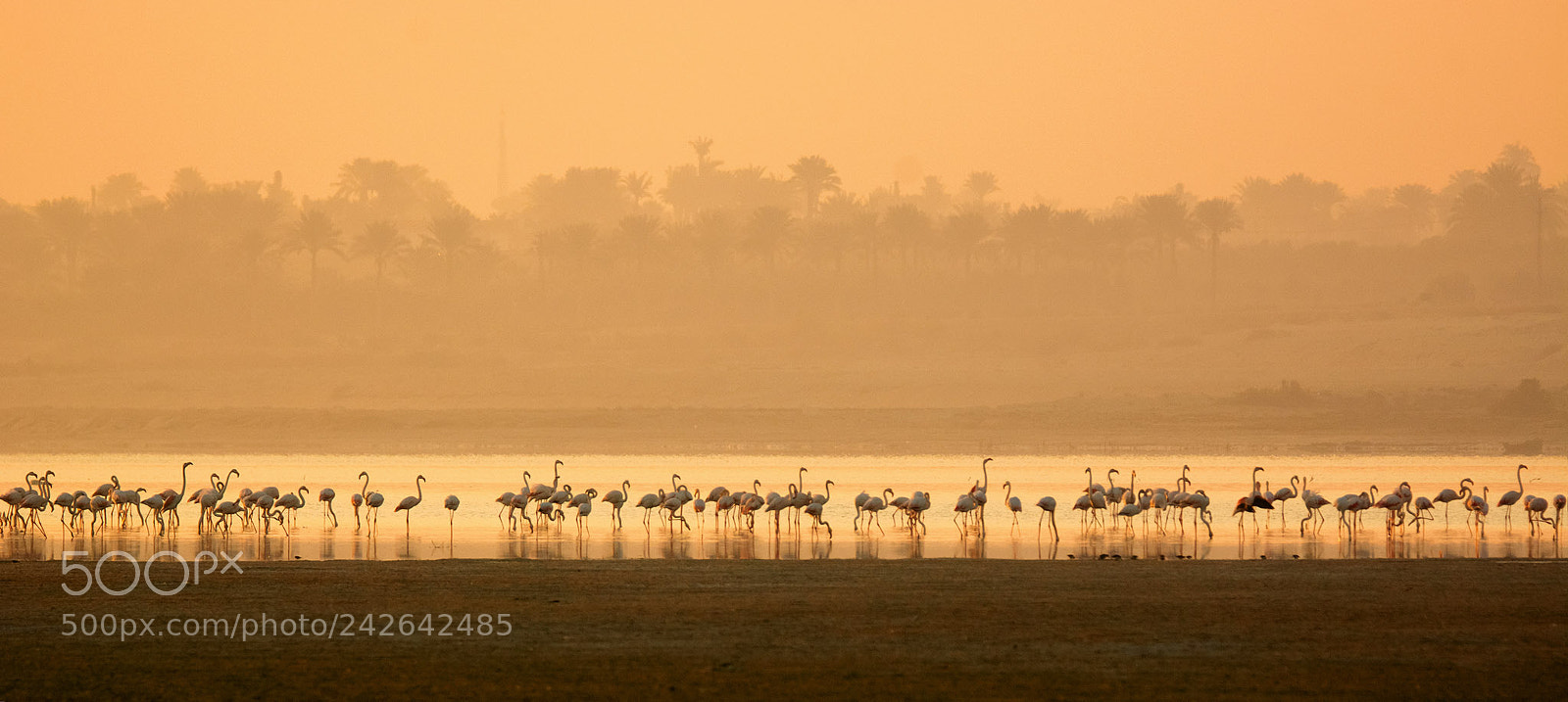 Nikon D7100 sample photo. Flamingos at sunset photography
