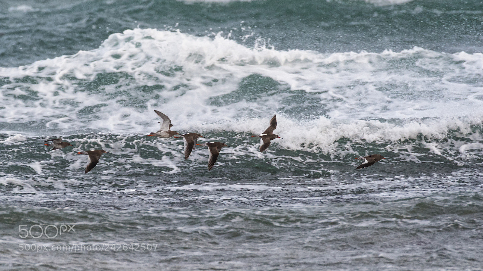 Pentax K-1 sample photo. Sanderlings in flight photography