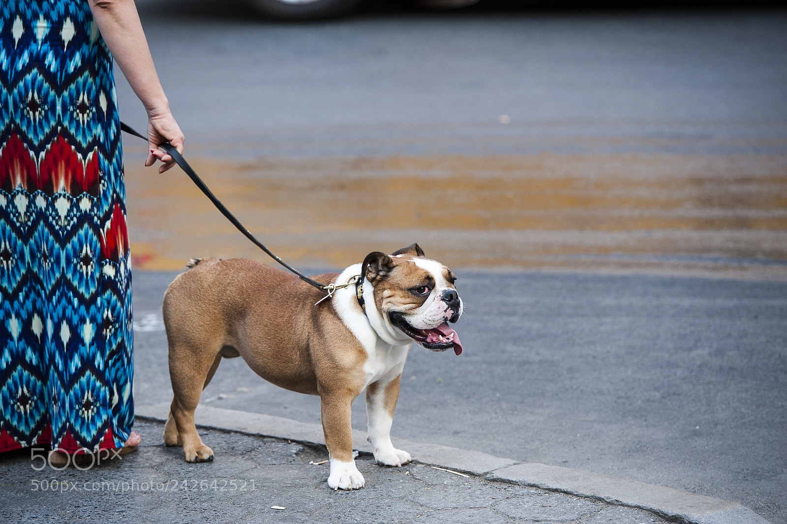 Nikon D700 sample photo. Manhattan dog photography