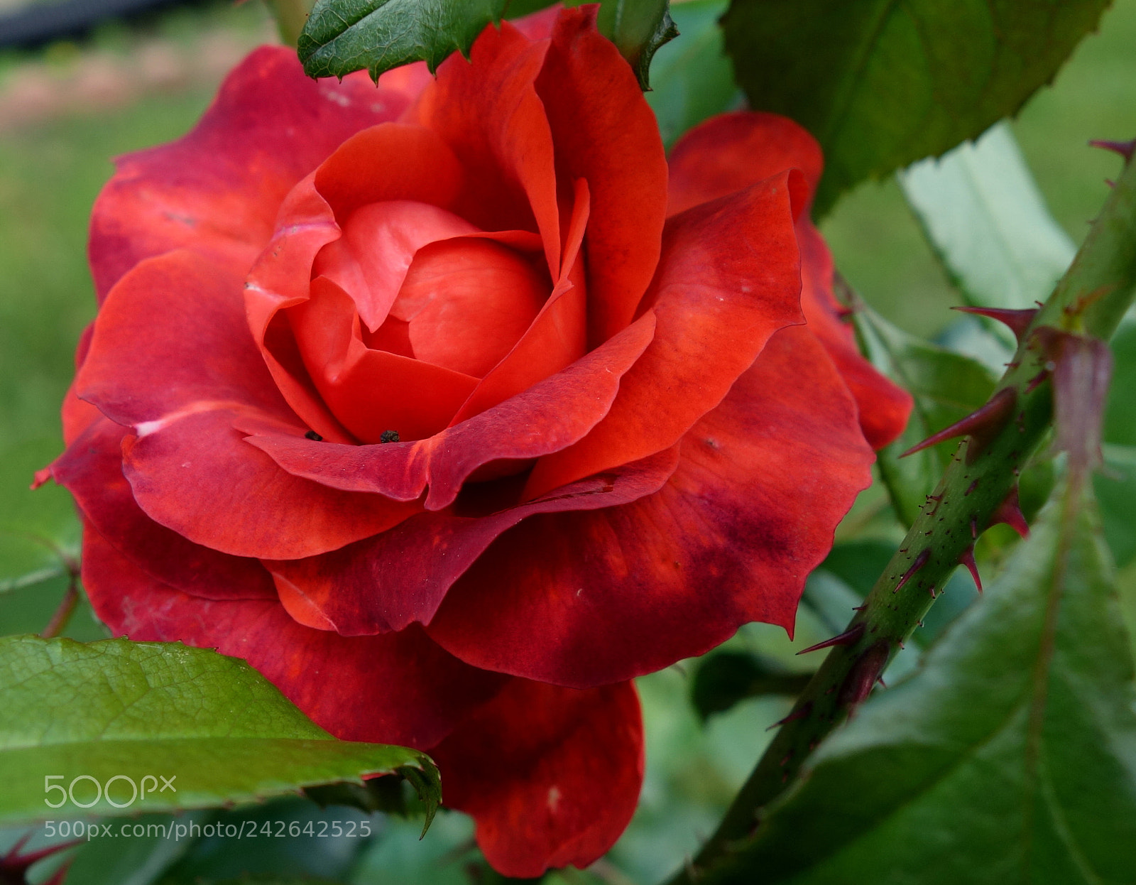 Sony Cyber-shot DSC-RX100 II sample photo. Color of nature photography