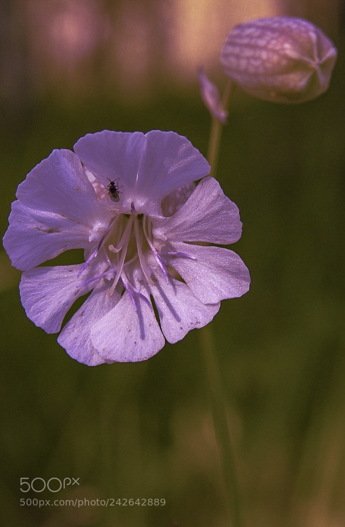 Nikon Coolpix P900 sample photo. "longing" photography