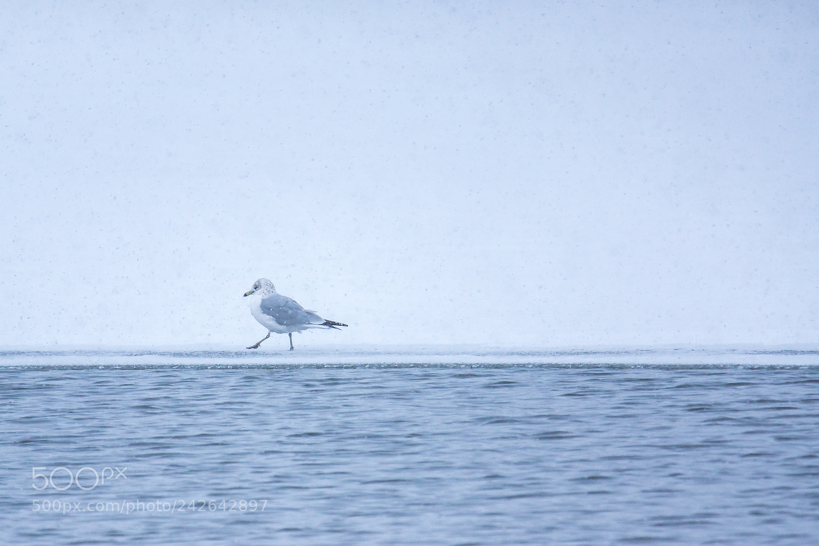 Sony SLT-A77 sample photo. Seagull on the edge photography