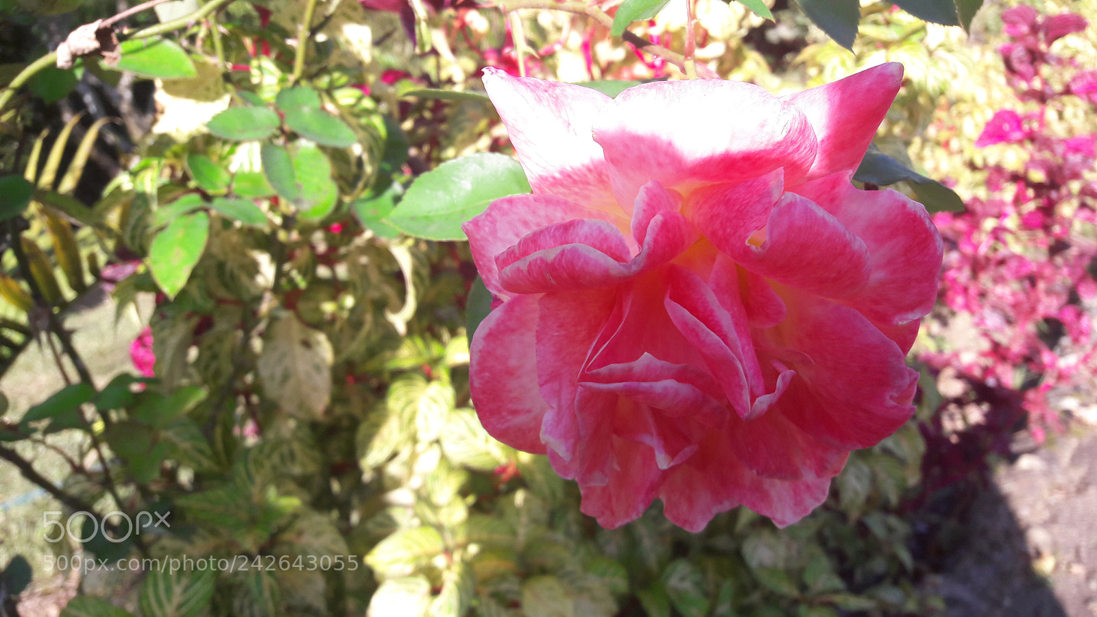 Samsung Galaxy A5(2016) sample photo. 20170530_163510.jpg photography