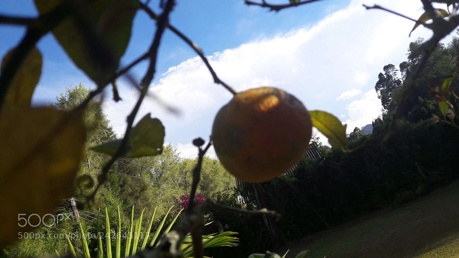 Samsung Galaxy A5(2016) sample photo. 20170530_163657.jpg photography