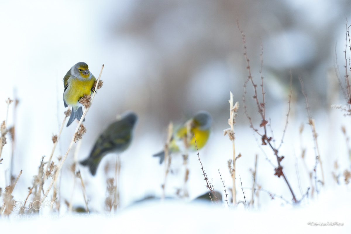 Canon EOS 7D Mark II sample photo. Venturon montagnard photography