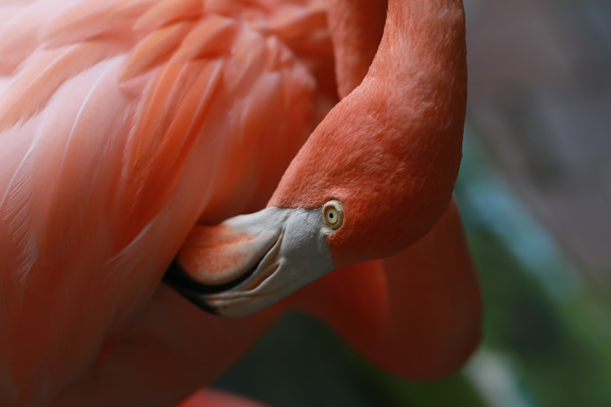 Canon EF 135mm F2L USM sample photo. Flamingo photography